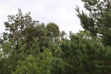 IMG 4750