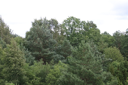 IMG 4751