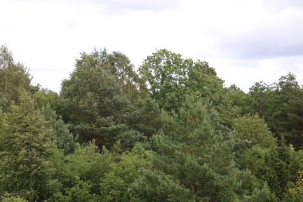 IMG 4754
